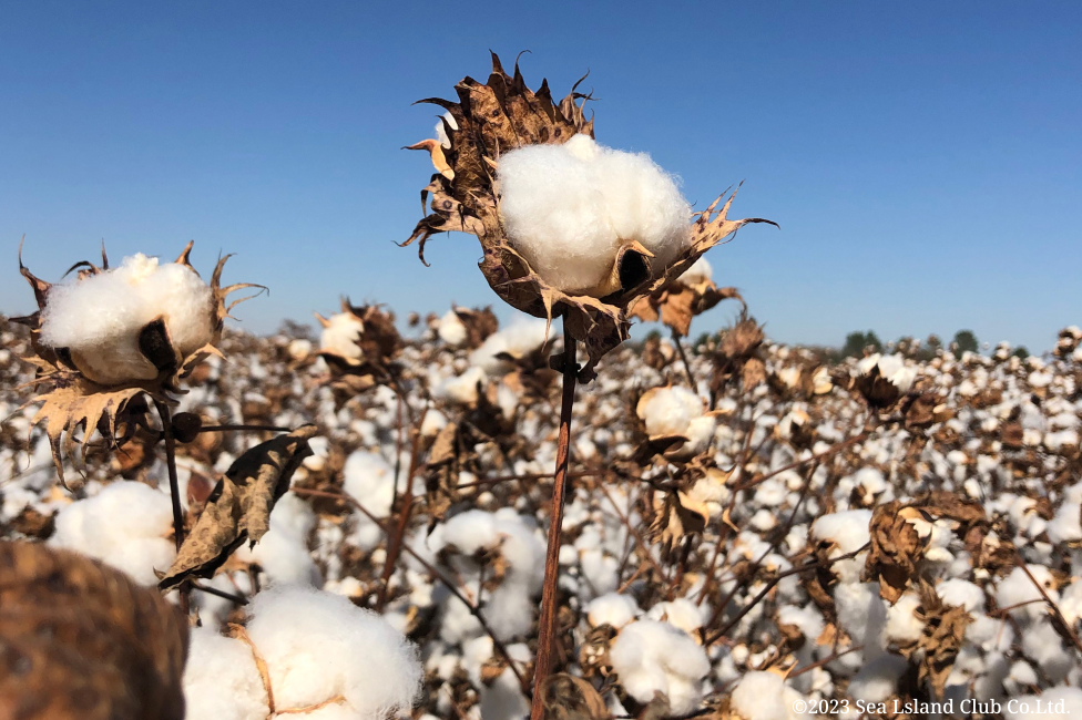 「繊維の宝石」アメリカン・シーアイランドコットン使用
